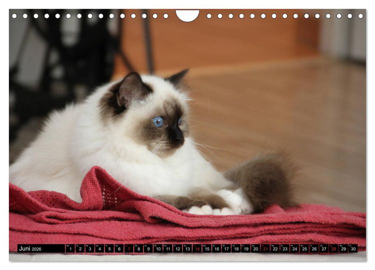 Produktbild: Heilige Birma Katzenkalender (Wandkalender 2026 DIN A4 quer), CALVENDO Monatskalender