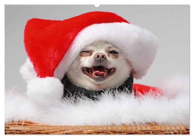 Produktbild: Chihuahua : petit, mais costaud (Calendrier mural 2026 DIN A2 vertical) calendrier de bureau