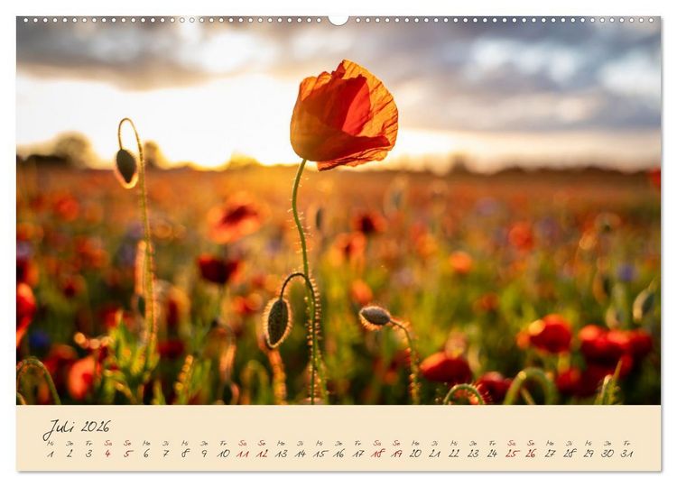 Produktbild: Friedl&auml;nder Gro&szlig;e Wiese (hochwertiger Premium Wandkalender 2026 DIN A2 quer), Kunstdruck in Hochglanz