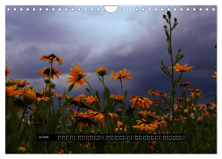 Produktbild: Bl&uuml;ten-Zauber am Wegesrand 2026 (Wandkalender 2026 DIN A4 quer), CALVENDO Monatskalender