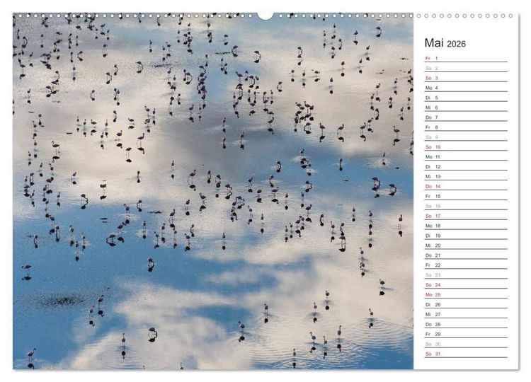 Produktbild: Flamingo Impressionen 2026 (Wandkalender 2026 DIN A2 quer), CALVENDO Monatskalender