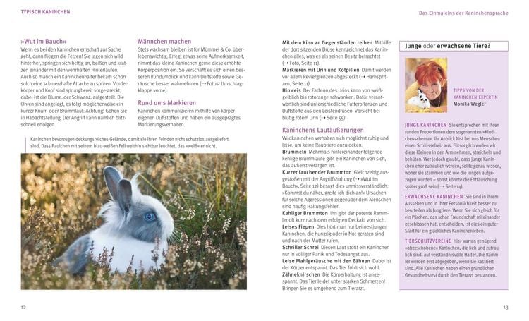 Produktbild: Kaninchen im Au&szlig;engehege