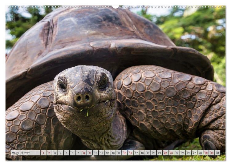 Produktbild: Inseln, Licht und Meer - die Seychellen (Wandkalender 2026 DIN A2 quer), CALVENDO Monatskalender