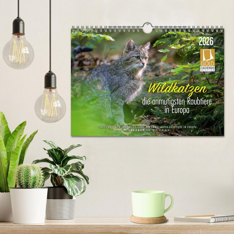 Produktbild: Wildkatzen - die anmutigsten Raubiere in Europa. (Wandkalender 2026 DIN A4 quer), CALVENDO Monatskalender