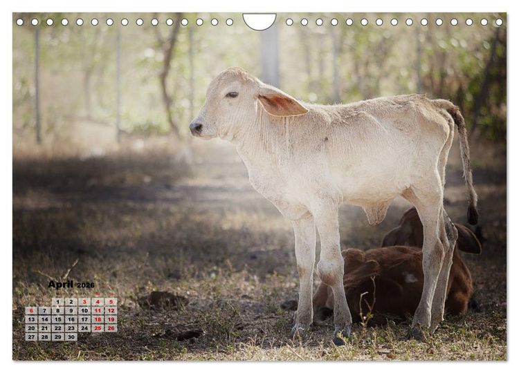 Produktbild: Nicaraguas faszinierende Flora & Fauna (Wandkalender 2026 DIN A4 quer), CALVENDO Monatskalender