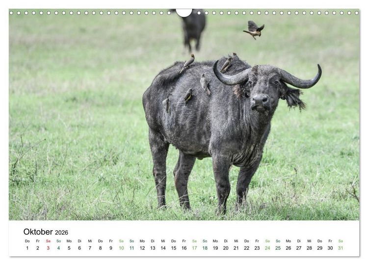 Produktbild: B&uuml;ffel - wild und sch&ouml;n (Wandkalender 2026 DIN A3 quer), CALVENDO Monatskalender