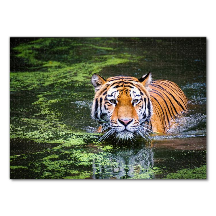 Produktbild: Lais Puzzle Tiger 1000 Teile