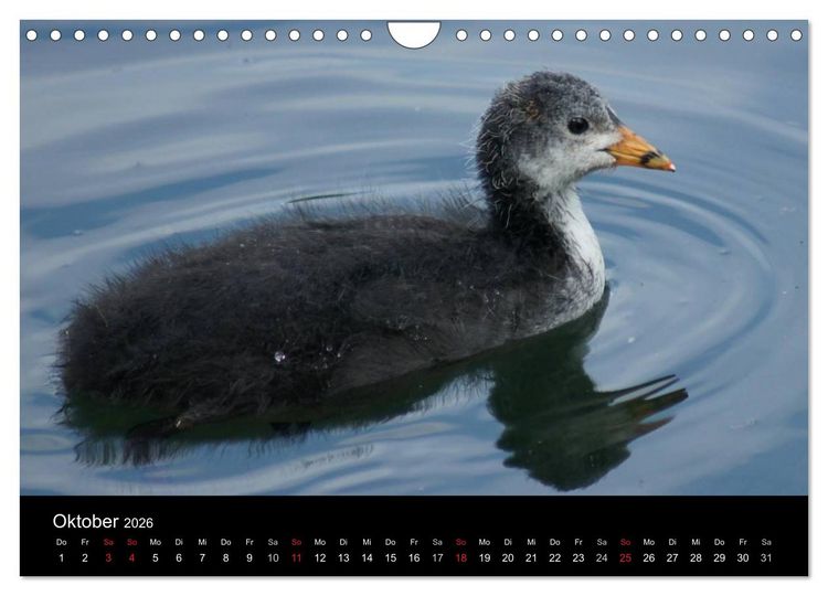 Produktbild: Die Kinderstube der Wasserv&ouml;gel (Wandkalender 2026 DIN A4 quer), CALVENDO Monatskalender