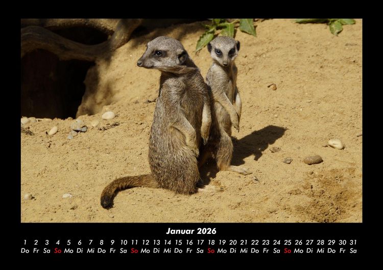 Produktbild: Der Tierkalender 2026 Fotokalender DIN A3