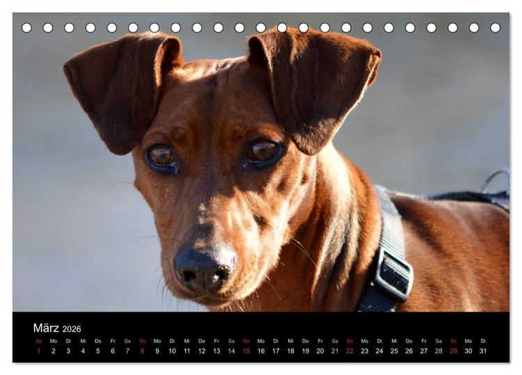 Produktbild: Deutscher Pinscher (Tischkalender 2026 DIN A5 quer), CALVENDO Monatskalender