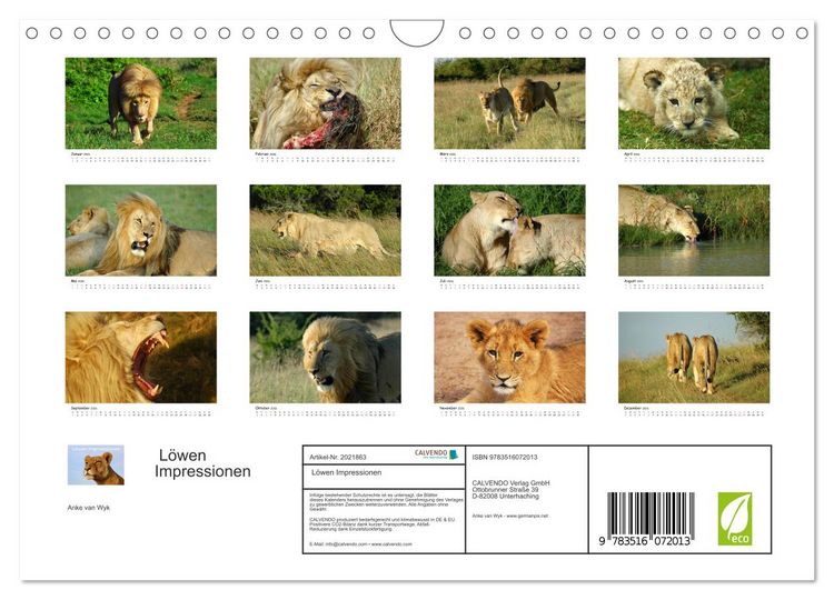 Produktbild: L&ouml;wen Impressionen (Wandkalender 2026 DIN A4 quer), CALVENDO Monatskalender