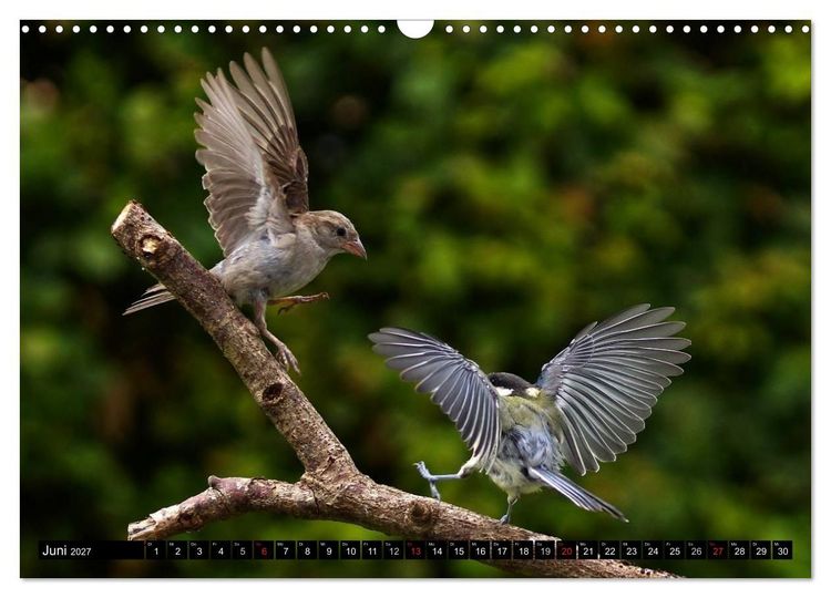 Produktbild: Die Sch&ouml;nheit der Gartenv&ouml;gel im Flug (Wandkalender 2027 DIN A3 quer), CALVENDO Monatskalender