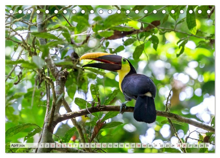 Produktbild: Costa Rica - Tierwelt und Landschaften (Tischkalender 2026 DIN A5 quer), CALVENDO Monatskalender