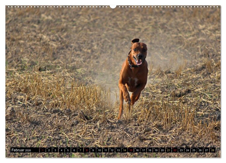 Produktbild: Rhodesian Ridgeback, Pure Lebensfreude (hochwertiger Premium Wandkalender 2026 DIN A2 quer), Kunstdruck in Hochglanz