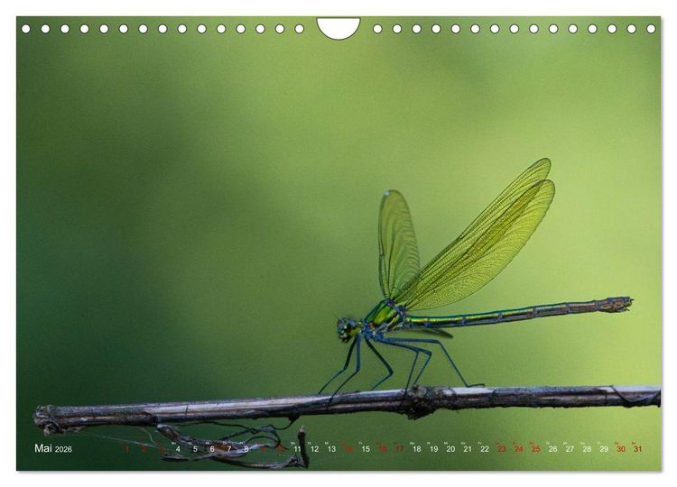 Produktbild: Naturwunder Libellen (Wandkalender 2026 DIN A4 quer), CALVENDO Monatskalender