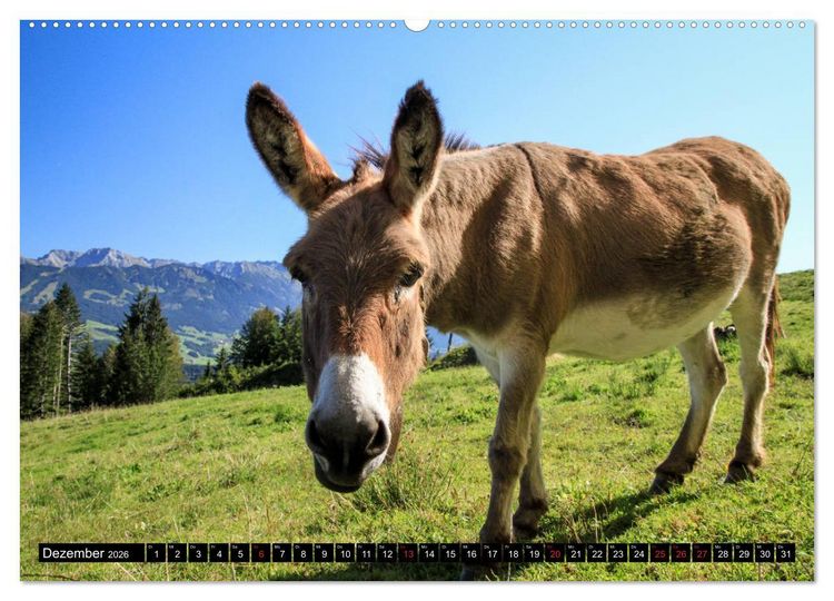 Produktbild: Faszination Allg&auml;u (Wandkalender 2026 DIN A2 quer), CALVENDO Monatskalender