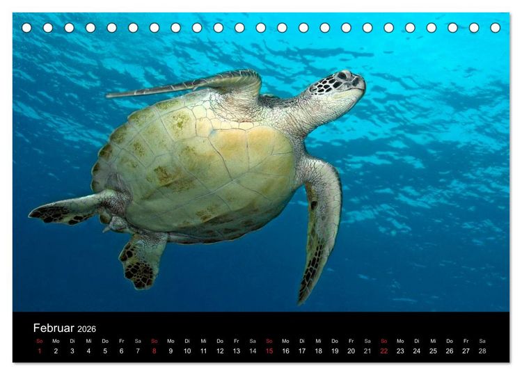 Produktbild: Unterwasser (Tischkalender 2026 DIN A5 quer), CALVENDO Monatskalender
