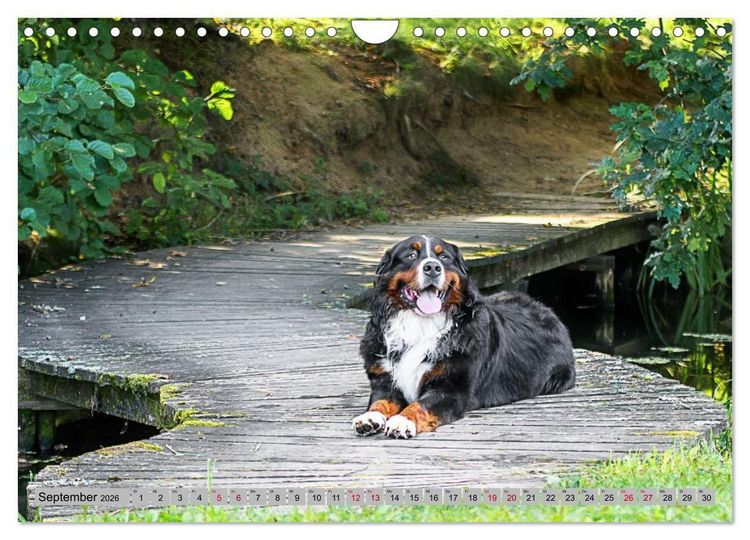 Produktbild: Berner Sennenhunde - Mit jedem Blick ein St&uuml;ck Geborgenheit (Wandkalender 2026 DIN A4 quer), CALVENDO Monatskalender