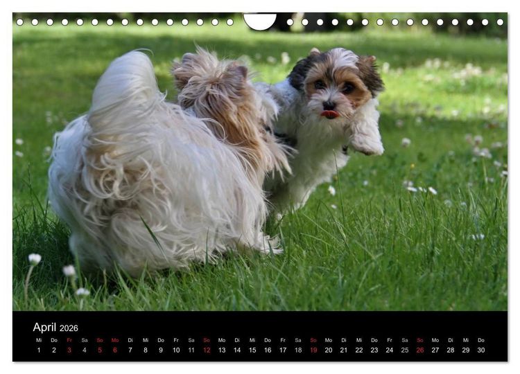 Produktbild: Mit dem Yorki durch das Jahr 2026 (Wandkalender 2026 DIN A4 quer), CALVENDO Monatskalender