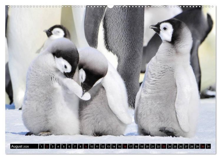 Produktbild: Pinguine - Watscheln im festlichen Kleid (Wandkalender 2026 DIN A2 quer), CALVENDO Monatskalender
