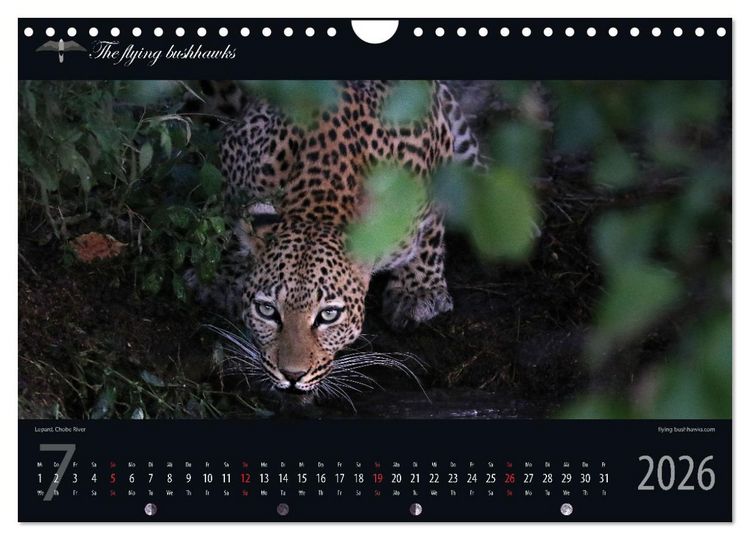 Produktbild: Botswana Blickwinkel 2026 (Wandkalender 2026 DIN A4 quer), CALVENDO Monatskalender