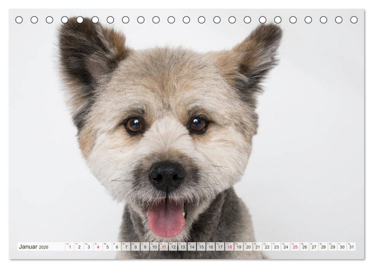 Produktbild: Kleine Hunde - Gro&szlig;e Blicke (Tischkalender 2026 DIN A5 quer), CALVENDO Monatskalender