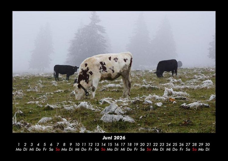 Produktbild: Kuhkalender 2026 Fotokalender DIN A3