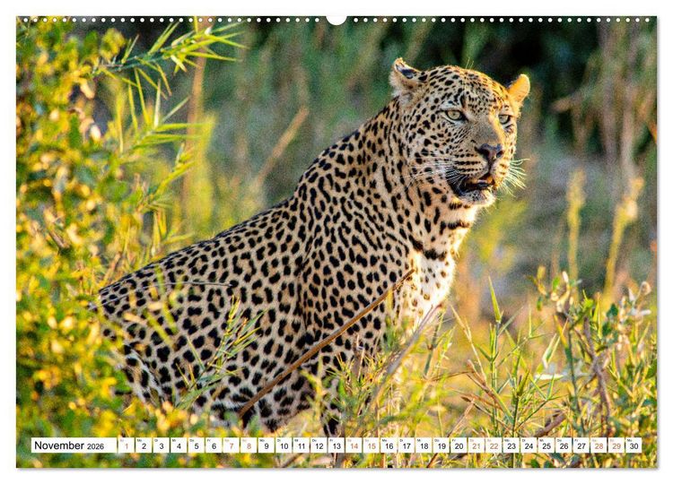 Produktbild: S&uuml;dafrikas wilde Katzen (hochwertiger Premium Wandkalender 2026 DIN A2 quer), Kunstdruck in Hochglanz