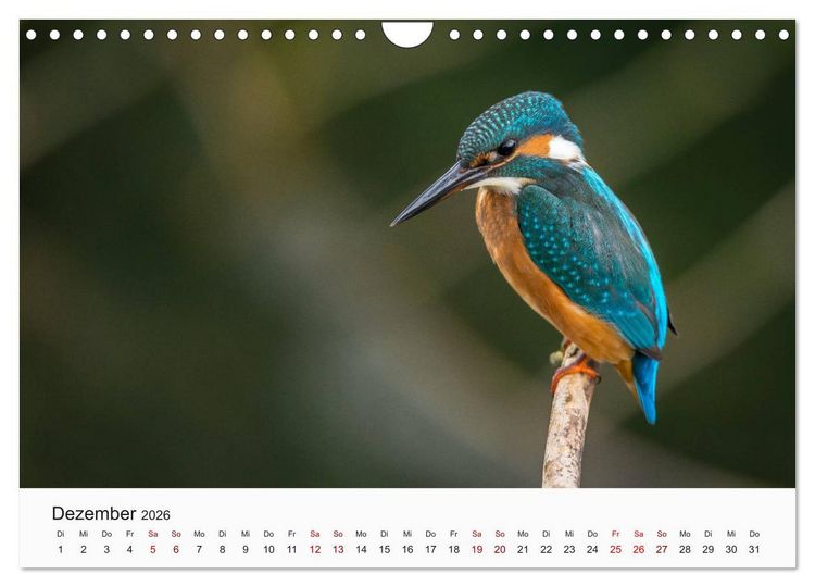 Produktbild: V&ouml;gel - Die K&ouml;nige der L&uuml;fte (Wandkalender 2026 DIN A4 quer), CALVENDO Monatskalender