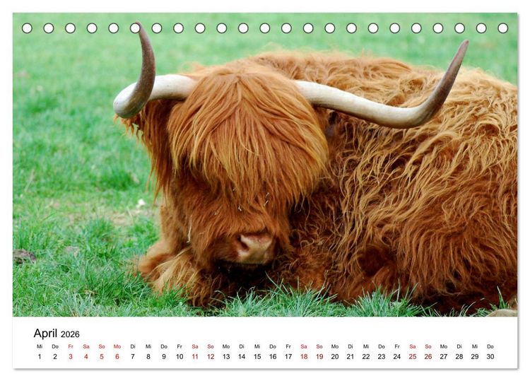Produktbild: Die Schottischen Hochlandrinder und ihr Nachwuchs (Tischkalender 2026 DIN A5 quer), CALVENDO Monatskalender