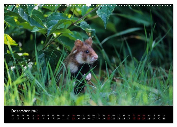 Produktbild: Naturjuwelen - Neusiedler See (Wandkalender 2026 DIN A2 quer), CALVENDO Monatskalender