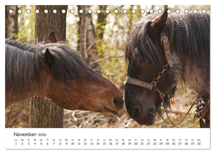 Produktbild: Kaltblut - schwere Pferde mit Herz (Tischkalender 2026 DIN A5 quer), CALVENDO Monatskalender
