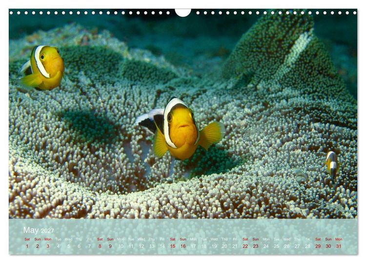 Produktbild: Anemonefish - always busy - always on the move (Wall Calendar 2027 DIN A3 landscape), CALVENDO 12 Month Wall Calendar