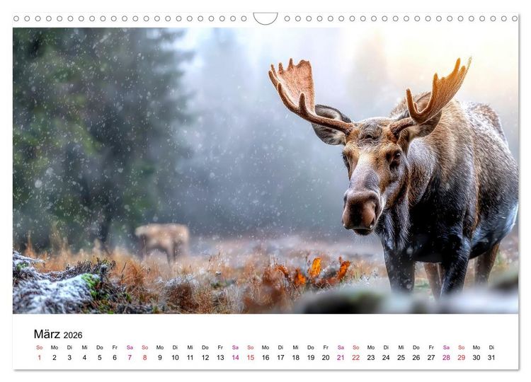 Produktbild: Elche - die Stimme der Wildnis (Wandkalender 2026 DIN A3 quer), CALVENDO Monatskalender