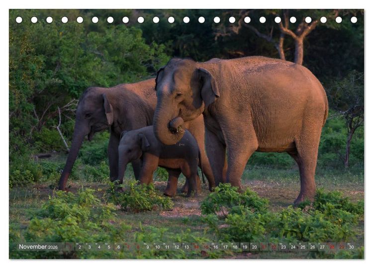 Produktbild: Reise nach Sri Lanka (Tischkalender 2026 DIN A5 quer), CALVENDO Monatskalender