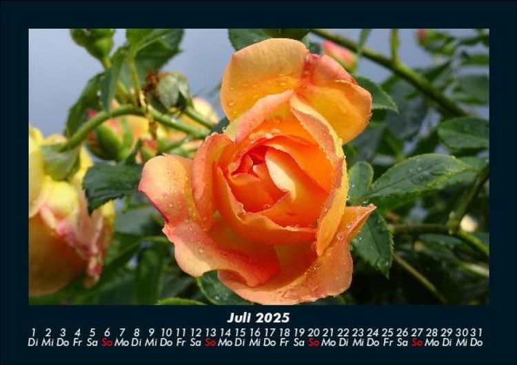 Rosentraum 2025 Fotokalender Din A5 Garten And Blumen