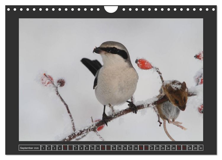 Produktbild: Winterzauber - Tiere in Eis und Schnee (Wandkalender 2026 DIN A4 quer), CALVENDO Monatskalender