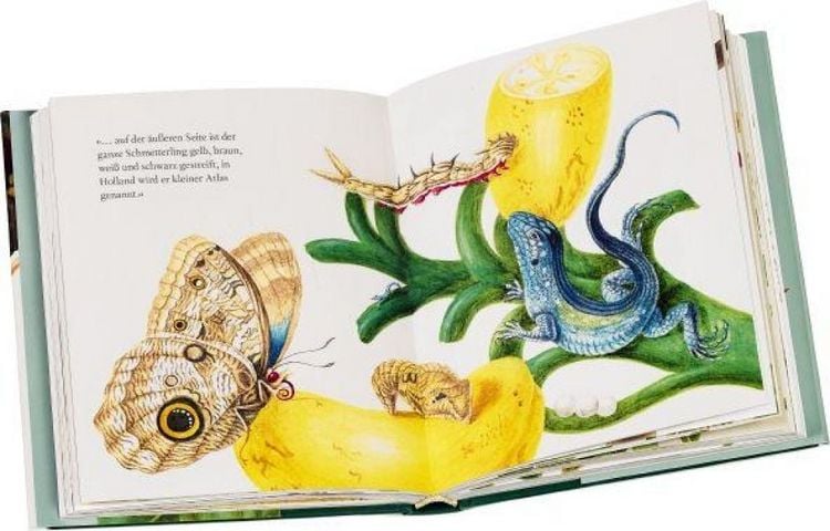 Produktbild: Maria Sibylla Merians Schmetterlinge