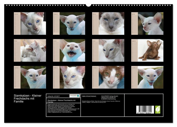 Produktbild: Siamkatzen - Kleiner Frechdachs mit Familie (hochwertiger Premium Wandkalender 2026 DIN A2 quer), Kunstdruck in Hochglanz