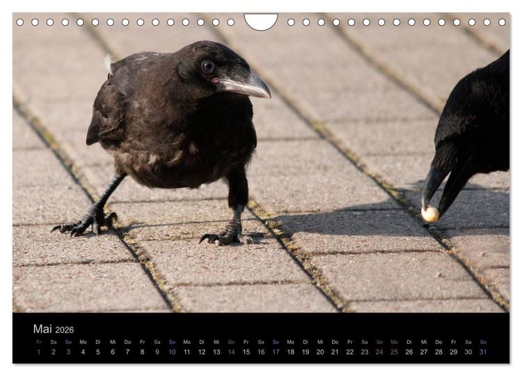 Produktbild: Rabenschwarze Impressionen - meike-ajo-dettlaff.de via wildvogelhlfe.org (Wandkalender 2026 DIN A4 quer), CALVENDO Monatskalender