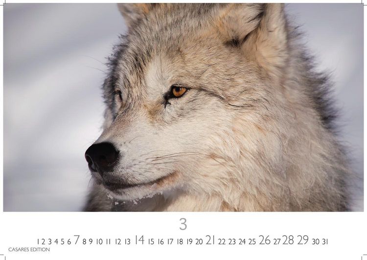 Produktbild: W&ouml;lfe Kalender 2027 &ndash; Wandkalender | Fotokalender Tierkalender 24x35cm - . mit faszinierenden Wolf-Motiven,