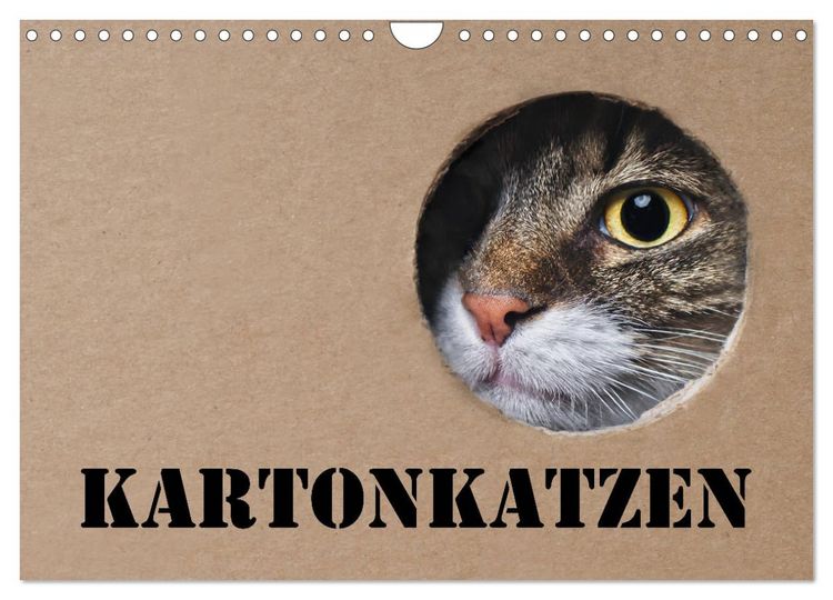 Produktbild: Karton Katzen (Wandkalender 2026 DIN A4 quer), CALVENDO Monatskalender