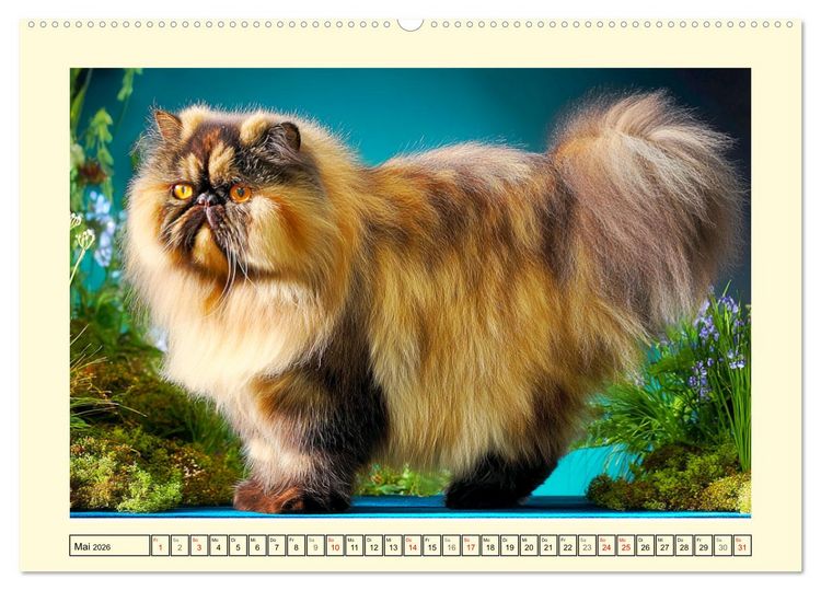 Produktbild: Perserkatzen. Zauberhaft, sanft, anh&auml;nglich und wundersch&ouml;n (hochwertiger Premium Wandkalender 2026 DIN A2 quer), Kunstdruck in Hochglanz