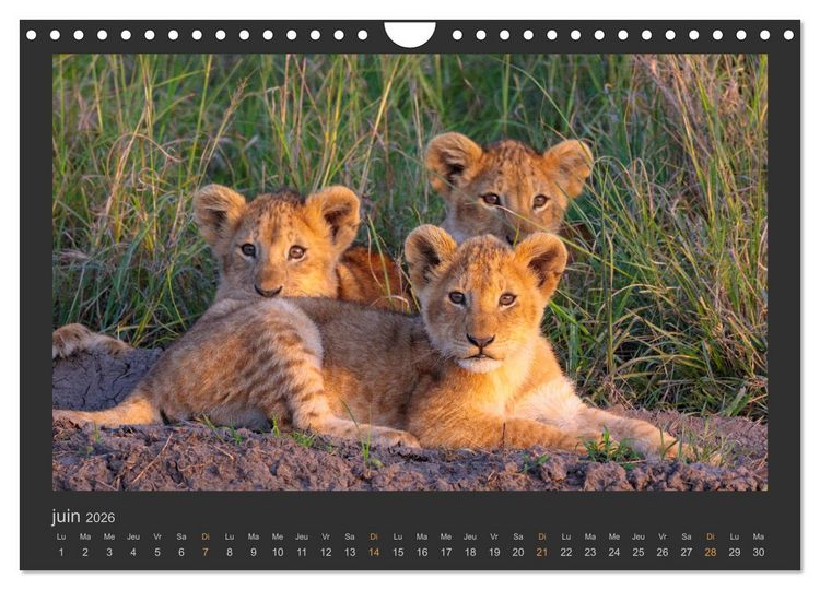 Produktbild: Lions &ndash; Photographies de la faune (Calendrier mural 2026 DIN A4 vertical), CALVENDO calendrier mensuel