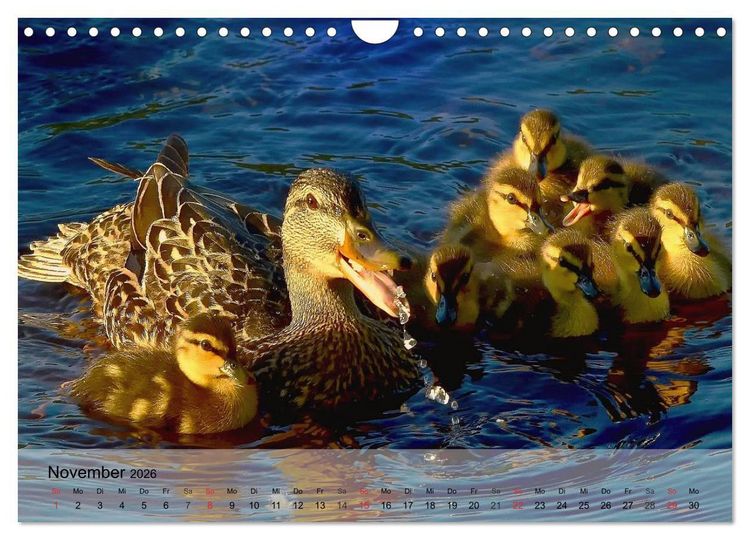 Produktbild: G&auml;nse und Enten. Schnattern, watscheln, quaken! (Wandkalender 2026 DIN A4 quer), CALVENDO Monatskalender