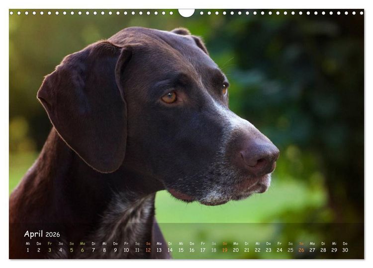 Produktbild: Jagdhunde - Treue Waidgesellen (Wandkalender 2026 DIN A3 quer), CALVENDO Monatskalender