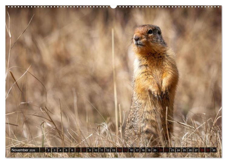 Produktbild: Wildtierkalender (hochwertiger Premium Wandkalender 2026 DIN A2 quer), Kunstdruck in Hochglanz