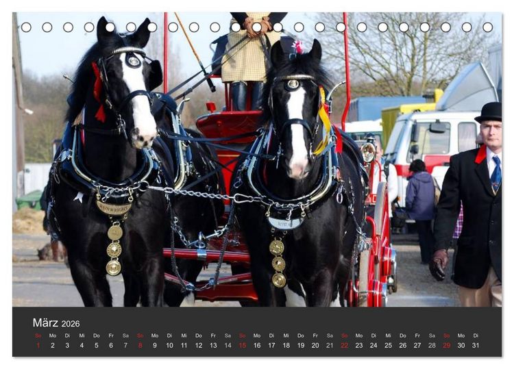 Produktbild: Shire Horse &bull; Prunkvolle Giganten (Tischkalender 2026 DIN A5 quer), CALVENDO Monatskalender