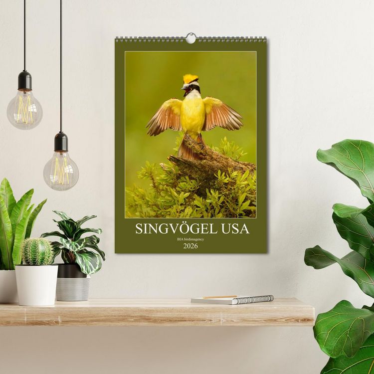 Produktbild: Singv&ouml;gel USA (Wandkalender 2026 DIN A3 hoch), CALVENDO Monatskalender