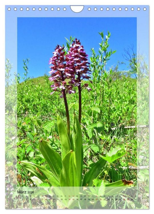 Produktbild: Deutschlands wilde Orchideen (Wandkalender 2026 DIN A4 hoch), CALVENDO Monatskalender